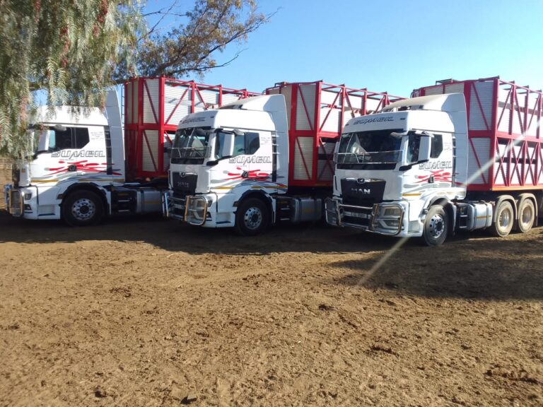 aluminium cattle trailer and MAN cabs