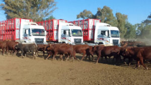 sumeil livestock transport