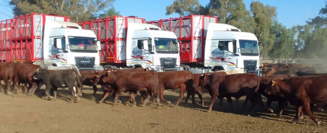 sumeil livestock transport