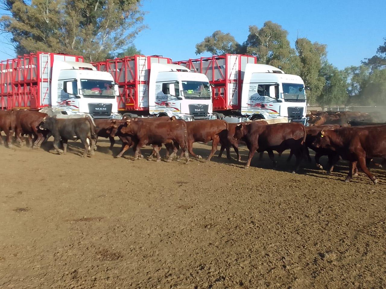 Livestock Transport