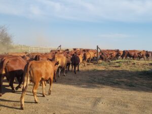 Livestock haulage