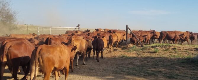 Livestock haulage